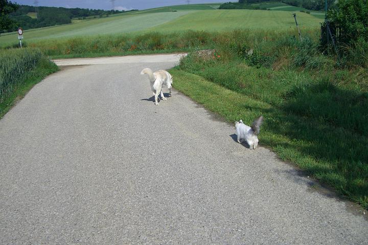 CIMG0413.JPG - Der Sommer ist inzwischen angebrochen und Sindy geht oft mit uns spazieren