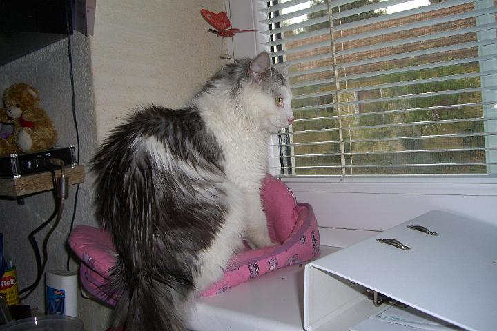 CIMG0624.JPG - Simba macht im Wohnzimmer auf Growildjger