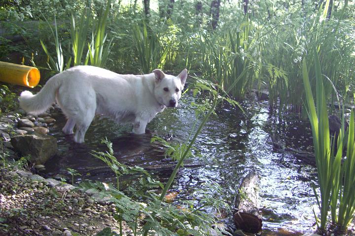 CIMG8868.JPG - Und ich geniee eine Abkhlung im Teich