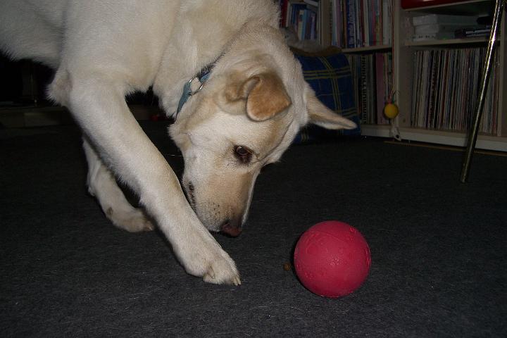 CIMG7430.JPG - Ich hab einen neuen tollen Ball bekommen!