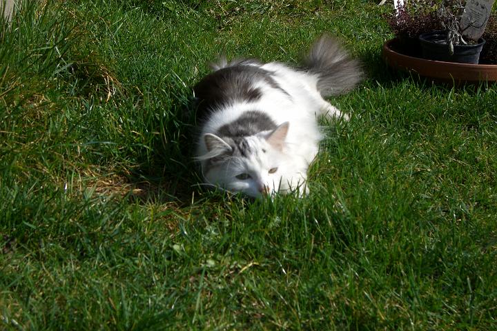 CIMG7505.JPG - Simba ist auf der Lauer