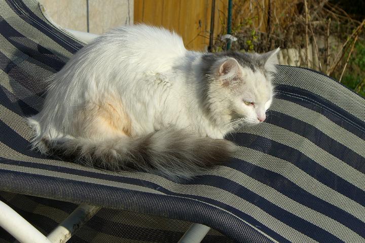 CIMG7601.JPG - Na schau, Sindy hat es sich am Liegestuhl bequem gemacht