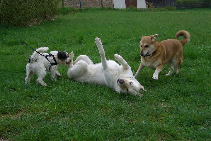 CIMG8086.JPG - Endlich kann ich mal wieder mit den 2 Mdels spielen