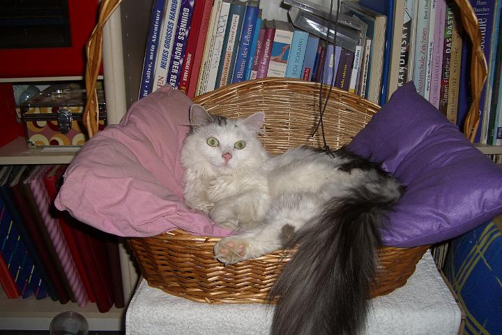 CIMG8321.JPG - Simba will auch mal probeliegen