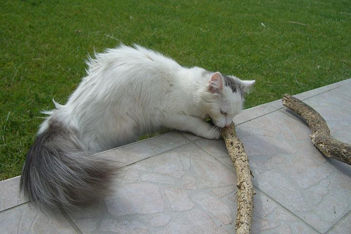 CIMG8469.JPG - Sindy bringt das Stckchen :-)