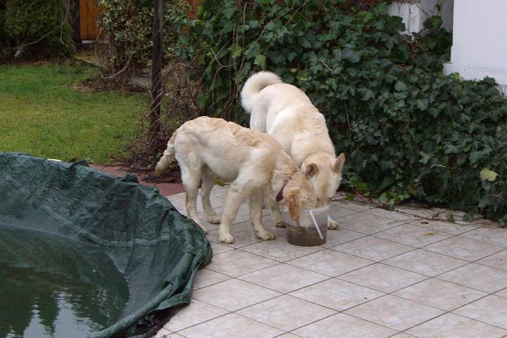 CIMG2449.JPG - Fr 2 Schnauzen ist unser  Kbel fast zu klein