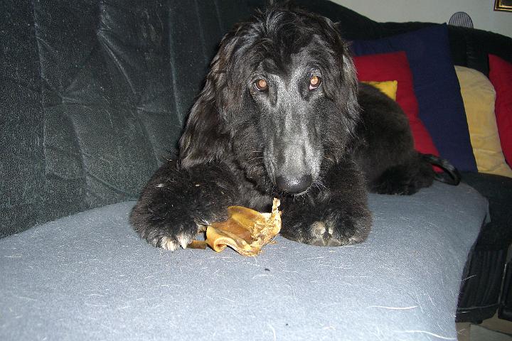 CIMG2617.JPG - Auch Boy mag Schweineohren