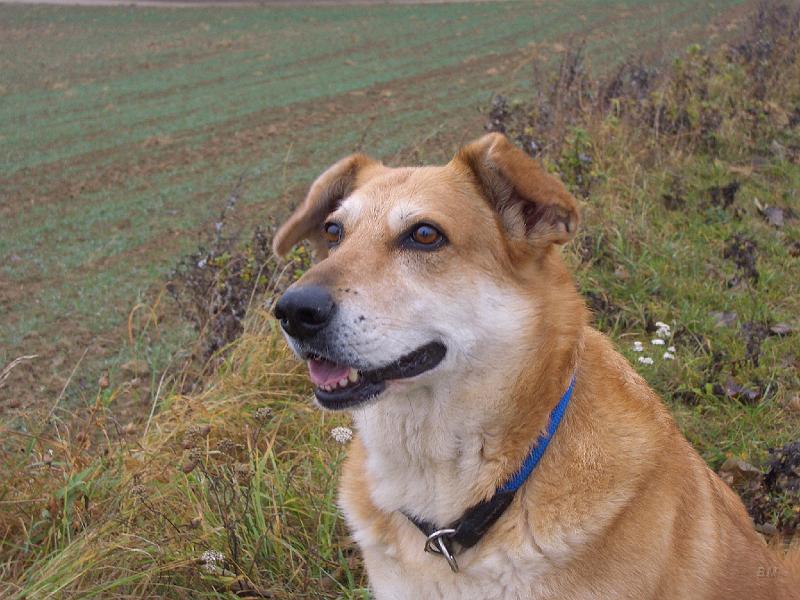 CIMG0970.JPG - Odie