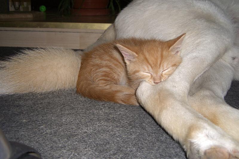 CIMG3512.JPG - Buffy