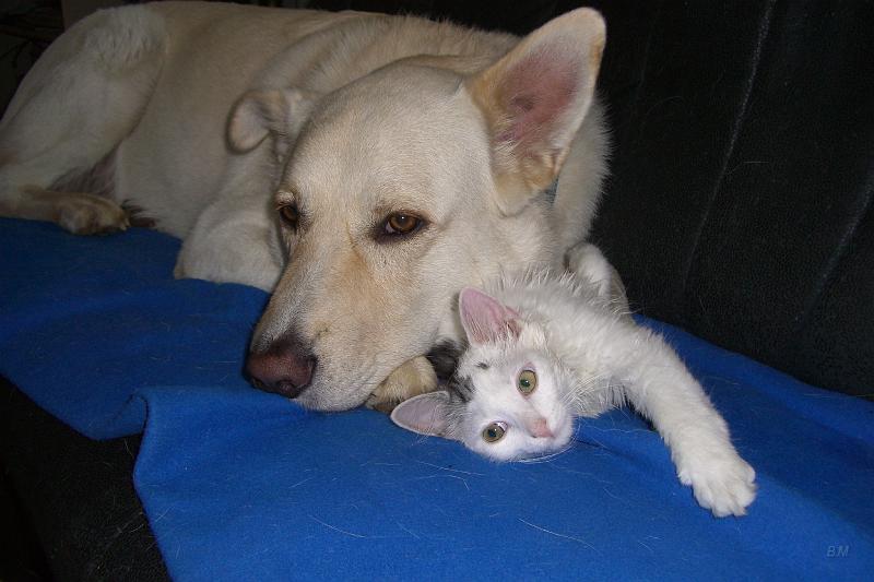 CIMG4950.JPG - Simba
