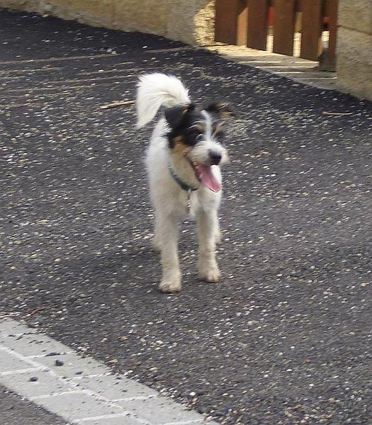 CIMG9525.JPG - Dahlie
